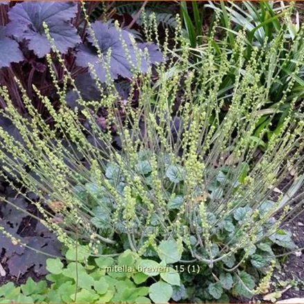 Mitella breweri