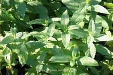 Mentha longifolia 'Buddleia'
