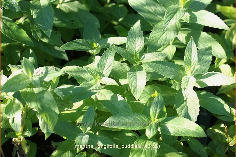 Mentha longifolia 'Buddleia'