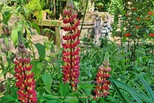 Lupinus 'Tequila Flame' (pot 11 cm)