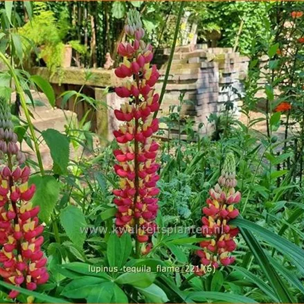 Lupinus 'Tequila Flame' (pot 11 cm)