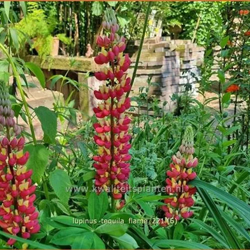 Lupinus 'Tequila Flame' (pot 11 cm)