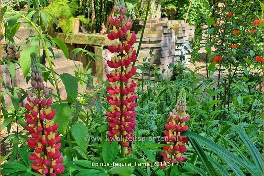 Lupinus 'Tequila Flame' (pot 11 cm)