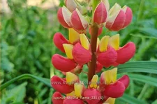Lupinus 'Tequila Flame' (pot 11 cm)