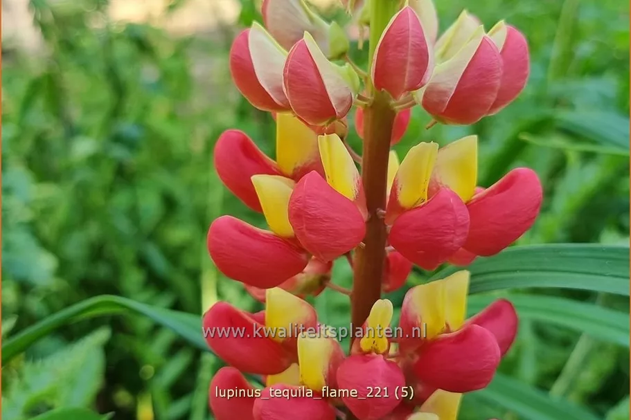 Lupinus 'Tequila Flame' (pot 11 cm)
