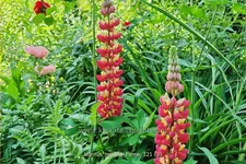 Lupinus 'Tequila Flame' (pot 11 cm)