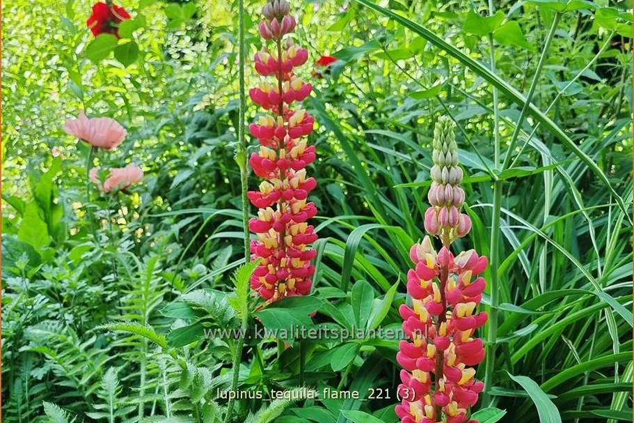 Lupinus 'Tequila Flame' (pot 11 cm)