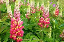 Lupinus 'Tequila Flame' (pot 11 cm)