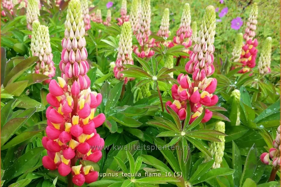 Lupinus 'Tequila Flame' (pot 11 cm)