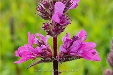Lythrum salicaria 'The Beacon'