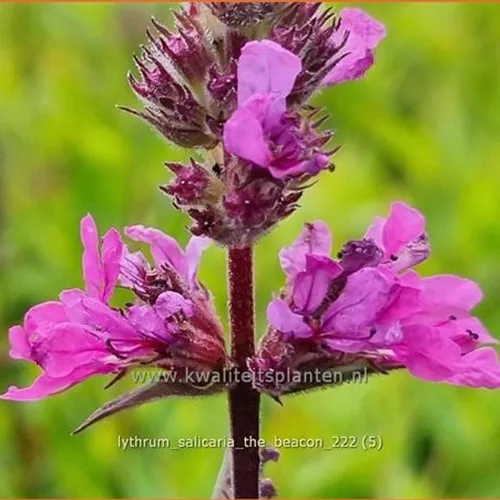Lythrum salicaria 'The Beacon'