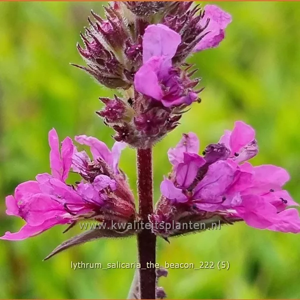 Lythrum salicaria 'The Beacon'