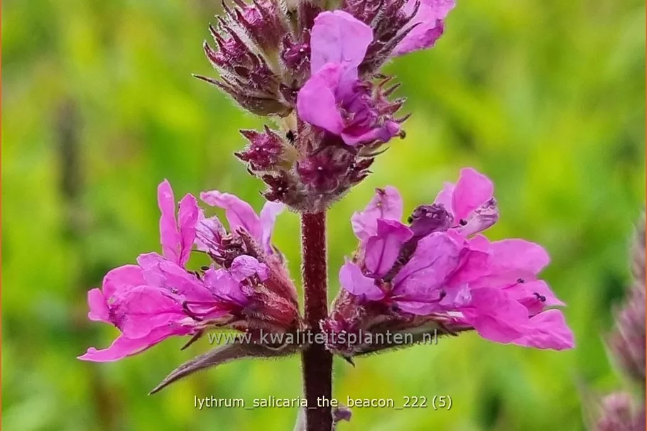 Lythrum salicaria 'The Beacon'