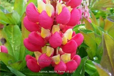 Lupinus 'Tequila Flame' (pot 11 cm)
