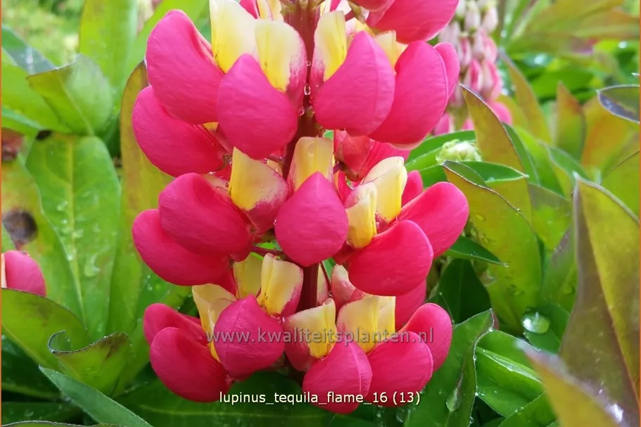 Lupinus 'Tequila Flame' (pot 11 cm)