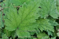 Mitella stylosa var. 'Makinoi'