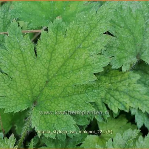 Mitella stylosa var. 'Makinoi'