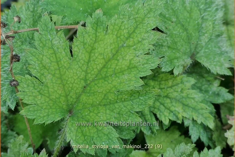 Mitella stylosa var. 'Makinoi'