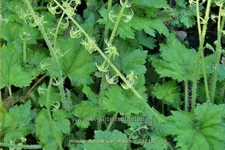 Mitella stylosa var. 'Makinoi'