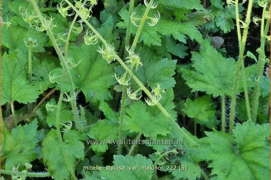 Mitella stylosa var. 'Makinoi'