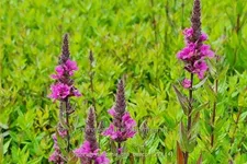 Lythrum salicaria 'The Beacon'