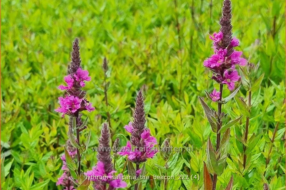 Lythrum salicaria 'The Beacon'