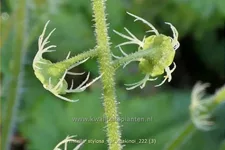 Mitella stylosa var. 'Makinoi'