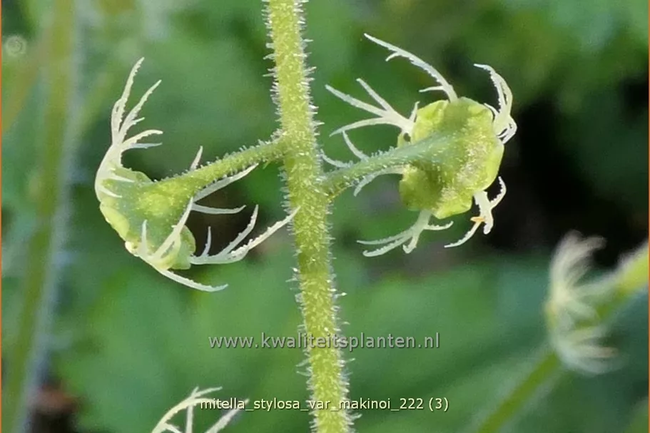 Mitella stylosa var. 'Makinoi'