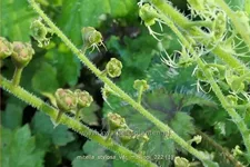 Mitella stylosa var. 'Makinoi'