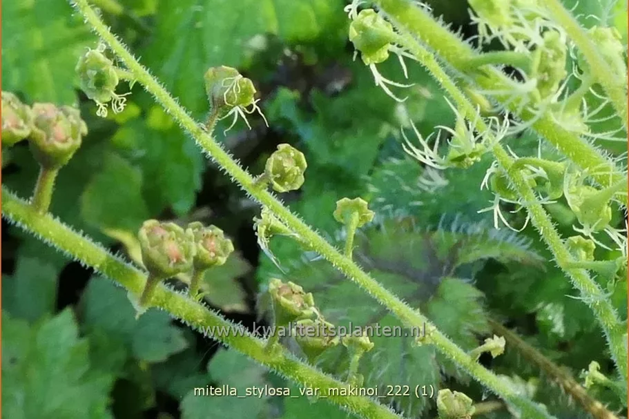 Mitella stylosa var. 'Makinoi'