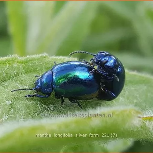 Mentha longifolia 'Silver Form'