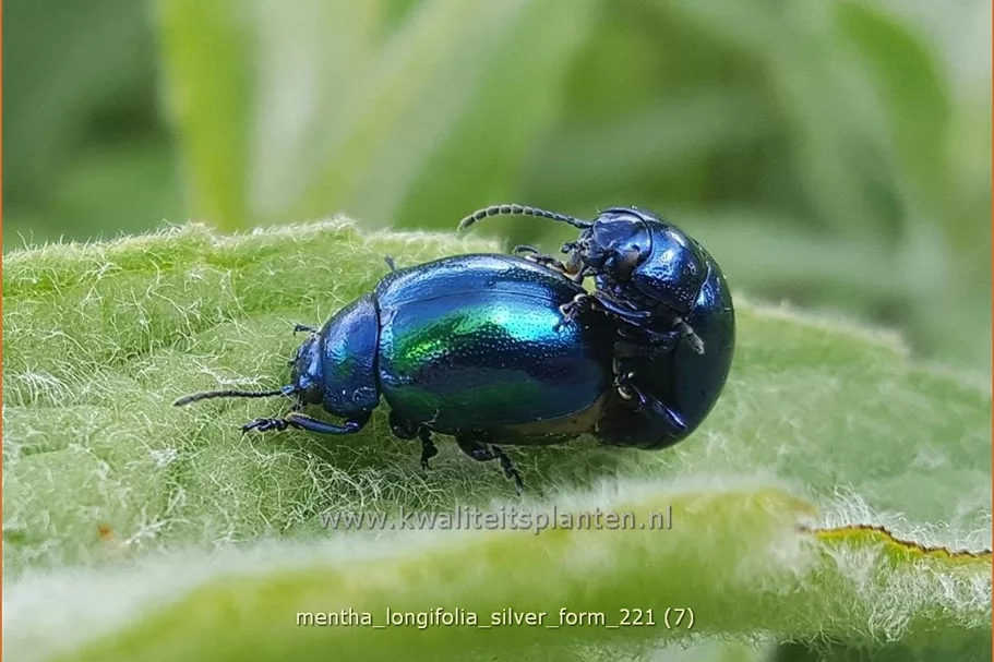 Mentha longifolia 'Silver Form'