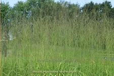 Molinia arundinacea 'Bergfreund'