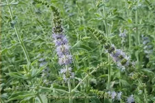 Mentha longifolia 'Silver Form'