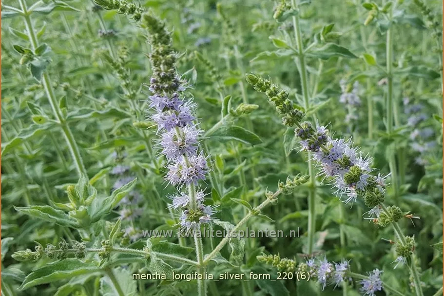 Mentha longifolia 'Silver Form'