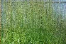 Molinia arundinacea 'Bergfreund'