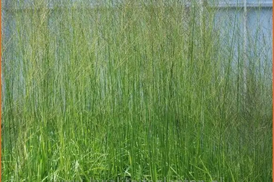 Molinia arundinacea 'Bergfreund'