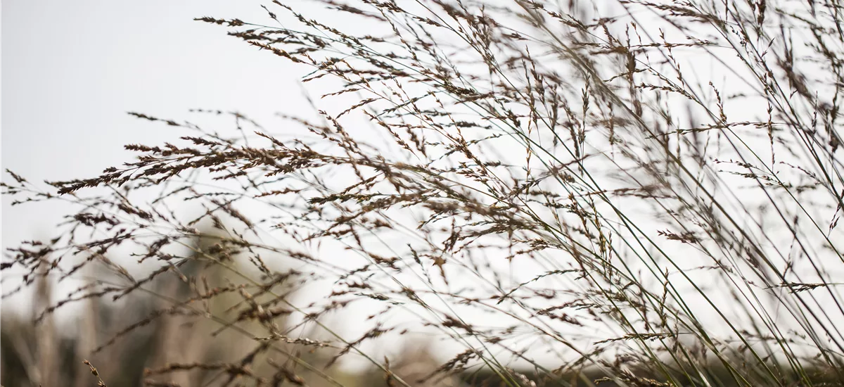 Molinia arundinacea 'Fontäne'