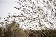 Molinia arundinacea 'Bergfreund'