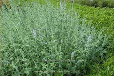 Mentha longifolia 'Silver Form'