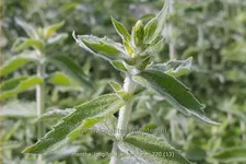 Mentha longifolia 'Silver Form'