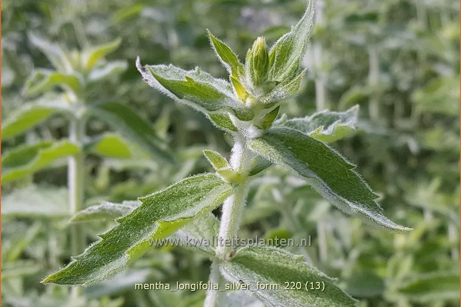 Mentha longifolia 'Silver Form'