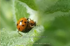 Mentha longifolia 'Silver Form'