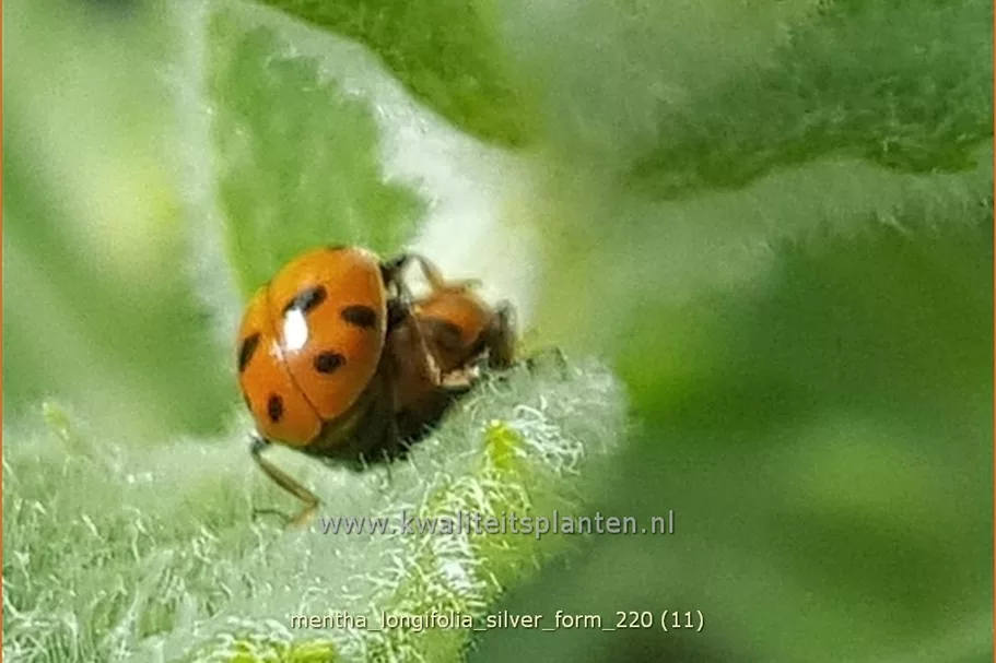 Mentha longifolia 'Silver Form'