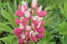 Lupinus polyphyllus 'The Chatelaine'