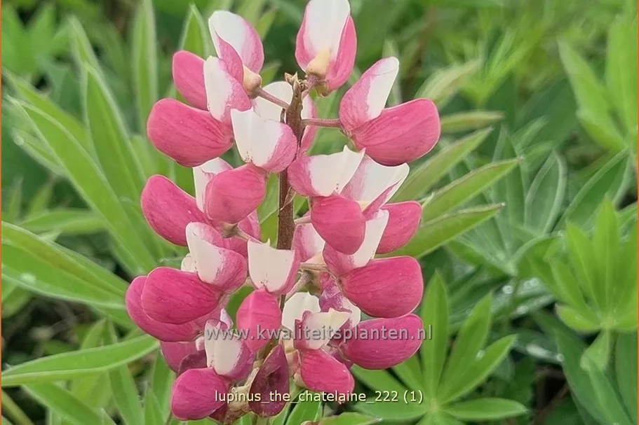 Lupinus polyphyllus 'The Chatelaine'