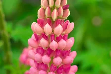 Lupinus polyphyllus 'The Chatelaine'