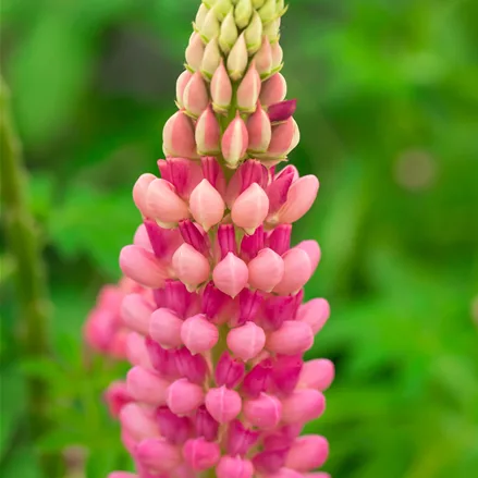 Lupinus polyphyllus 'The Chatelaine'