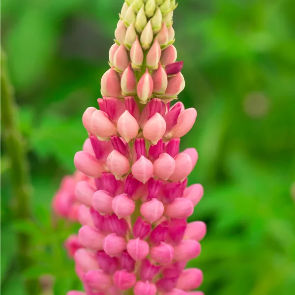Lupinus polyphyllus 'The Chatelaine'