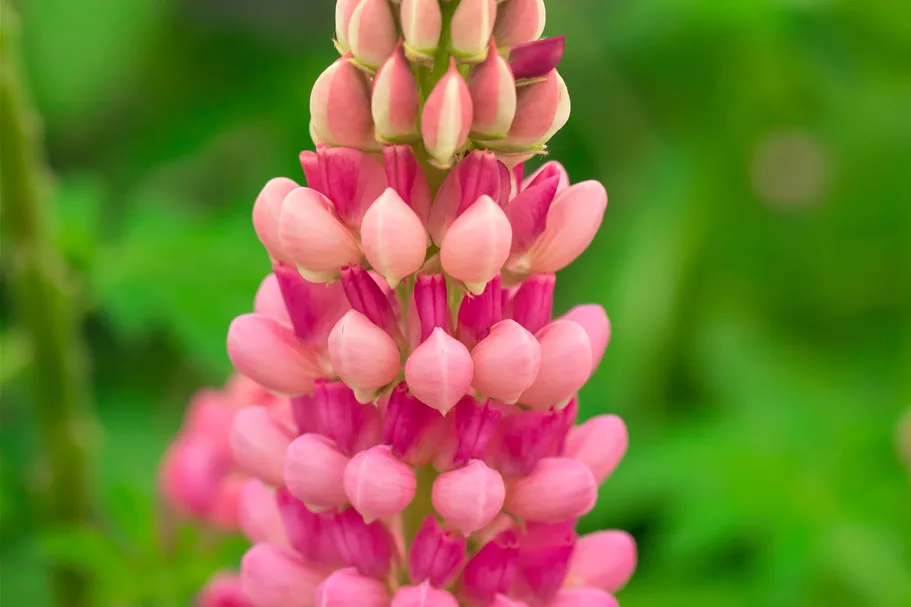 Lupinus polyphyllus 'The Chatelaine'